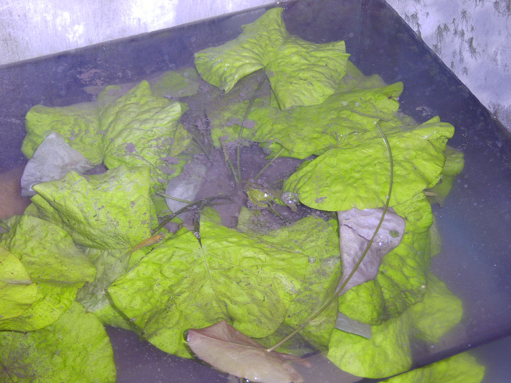 Nymphaea Dec 19 05 Image010